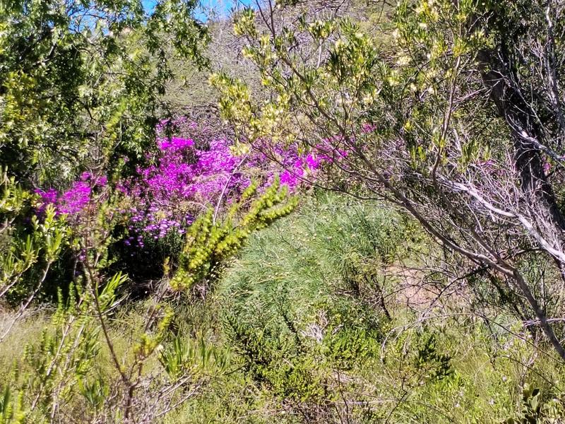 0 Bedroom Property for Sale in Piketberg Rural Western Cape